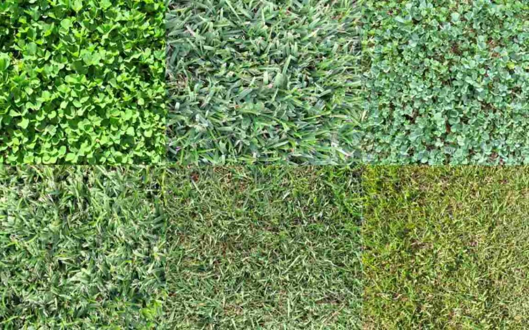 Utah Sod: How to Choose the Best Sod Types & Sod Installation