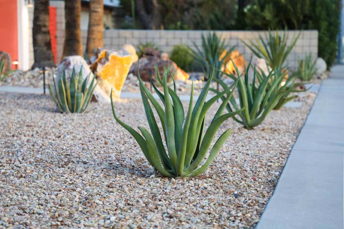xeriscaping